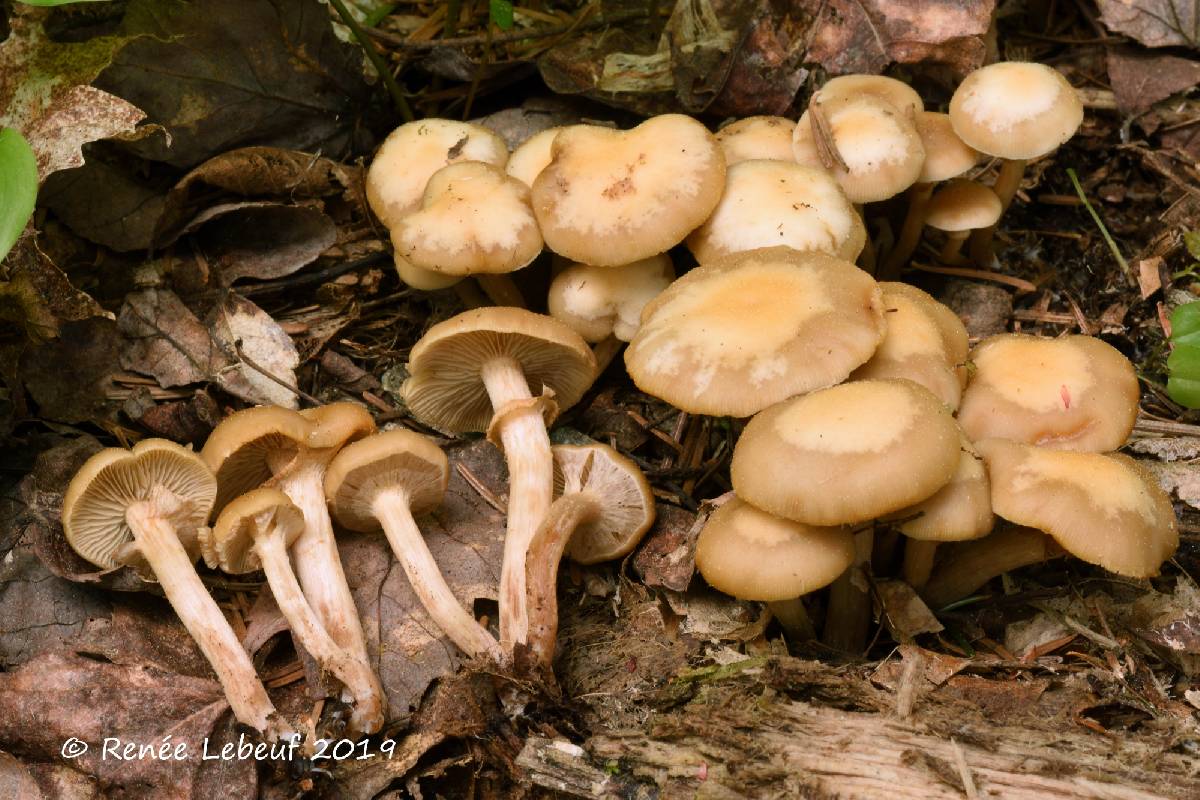 Kuehneromyces marginellus image