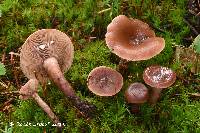 Lactarius camphoratus image