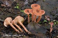 Lactarius carbonicola image