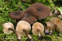 Lactarius lignyotus image