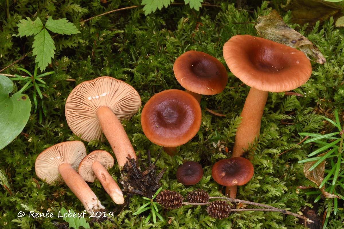 Lactarius nitidus image