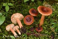 Lactarius nitidus image