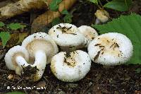 Lactarius pubescens image