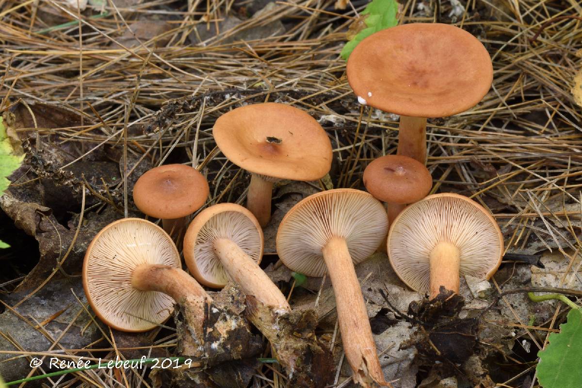 Lactarius tabidus image