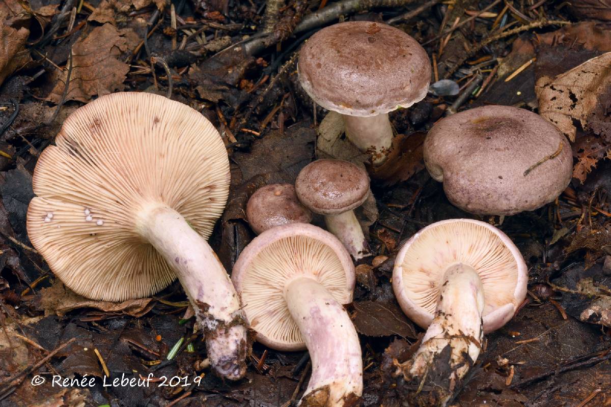 Lactarius uvidus image