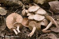 Clitocybe martiorum image