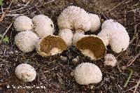 Lycoperdon curtisii image