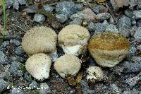 Lycoperdon molle image