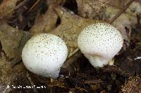 Lycoperdon peckii image