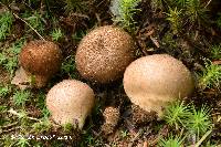 Lycoperdon lambinonii image