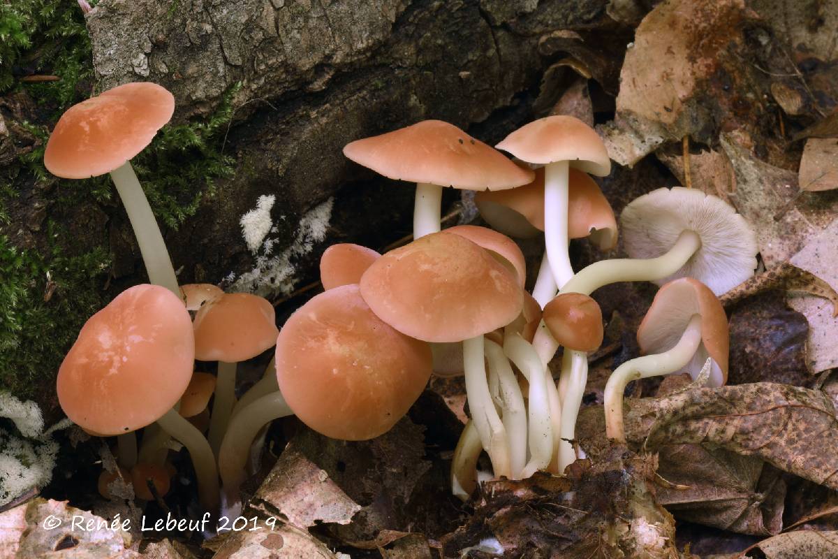 Marasmius spissus image