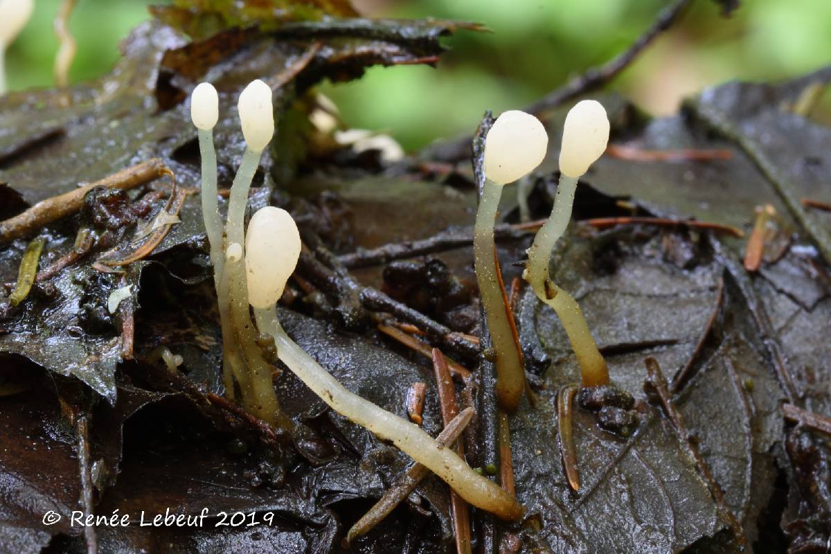 Hemiphacidiaceae image