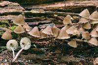 Mycena algeriensis image