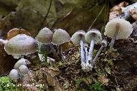 Mycena algeriensis image