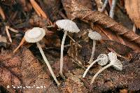 Mycena fagetorum image