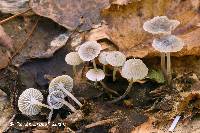 Mycena fagetorum image