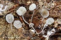 Mycena fagetorum image