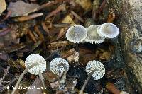 Mycena flavescens image