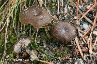 Myxomphalia maura image