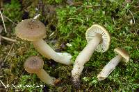 Hygrocybe nitrata image