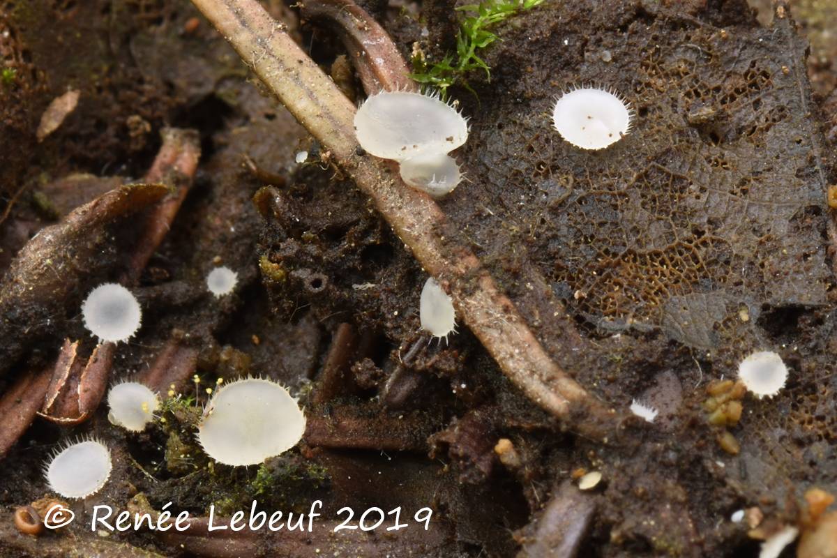 Pezoloma ciliifera image