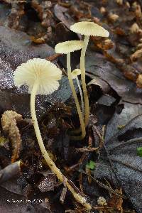 Mycena speirea image