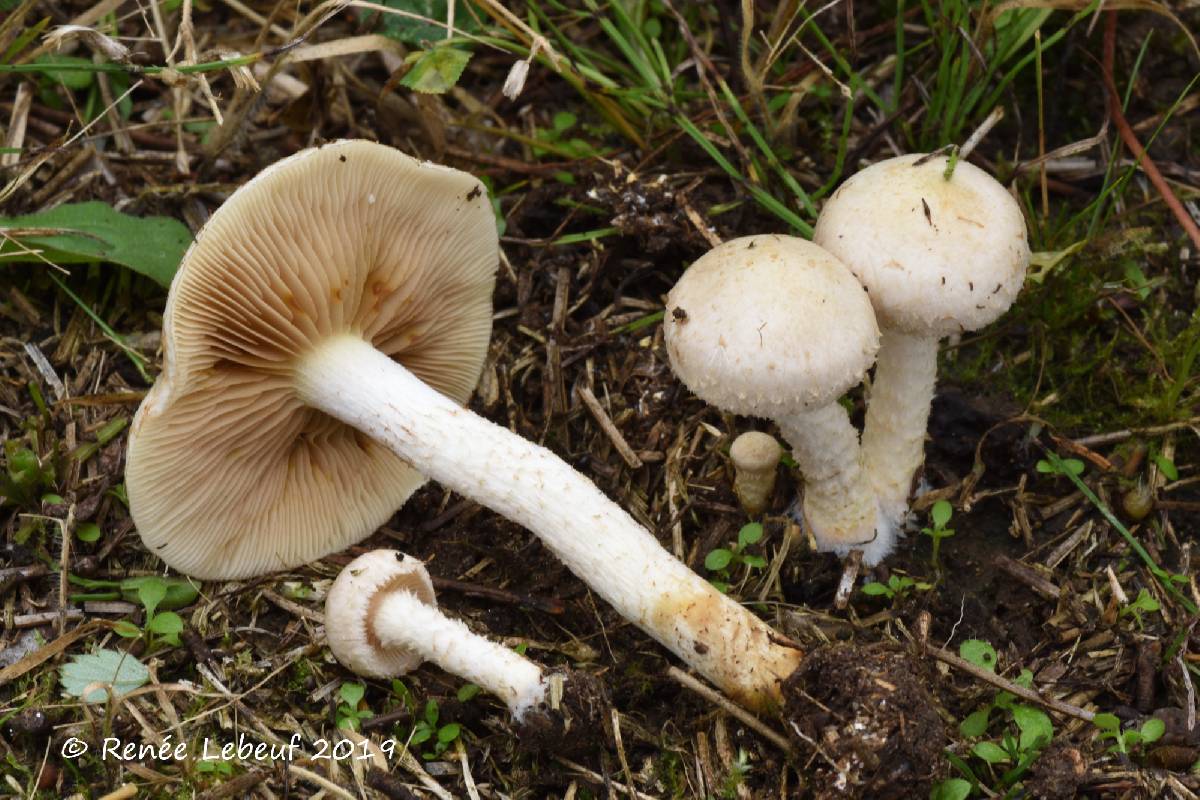 Pholiota gummosa image