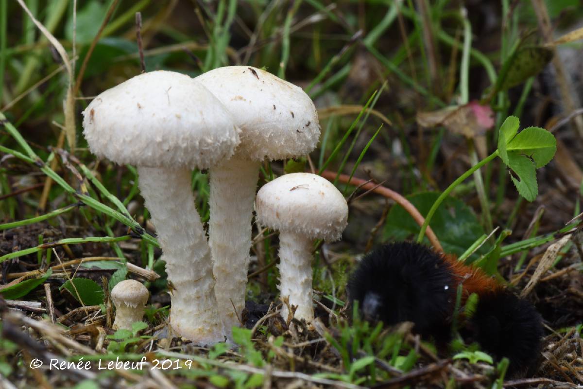 Pholiota gummosa image