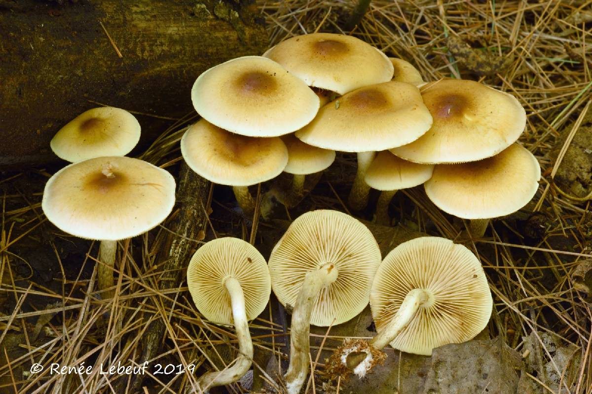 Pholiota spumosa image