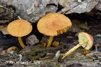 Pholiota subsulphurea image