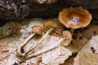 Pholiota brunnea image