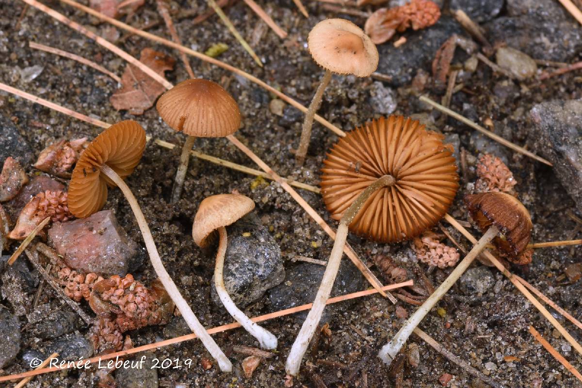 Conocybe cyanopus image