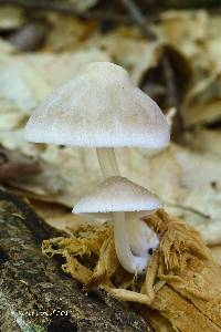 Pluteus plautus image