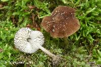 Pluteus seticeps var. cystidiosus image