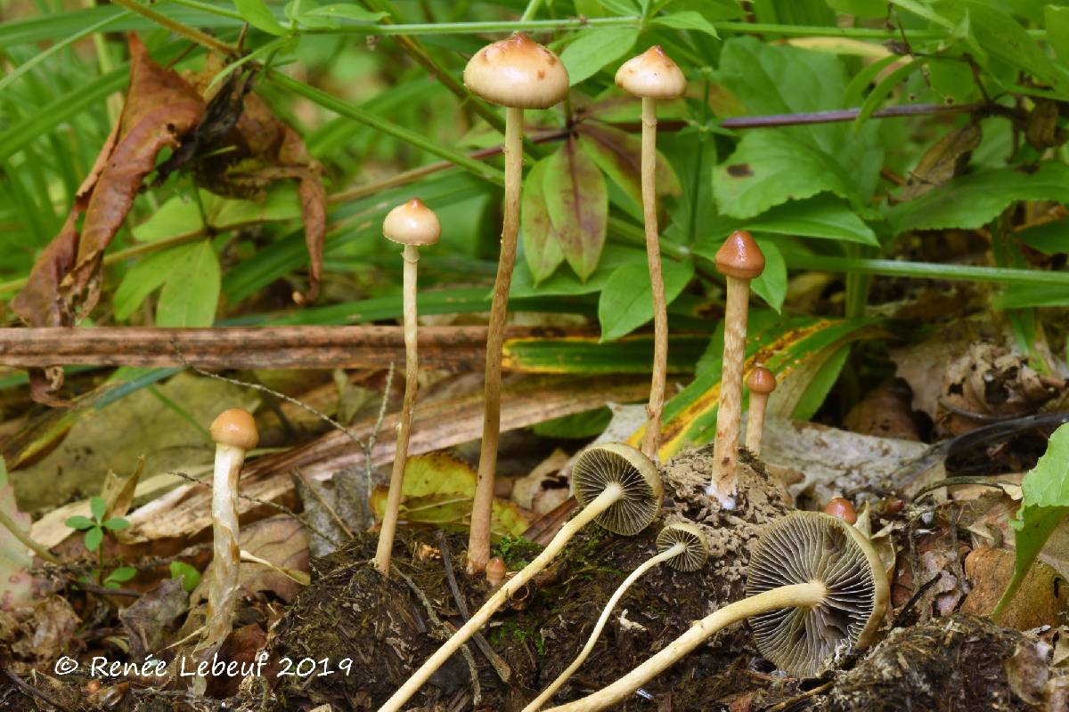 Stropharia luteonitens image