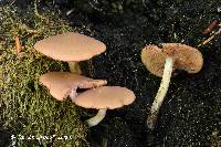 Psathyrella conissans image