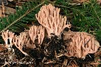 Ramaria rubella image