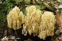 Ramaria stricta image