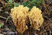 Ramaria flavobrunnescens image