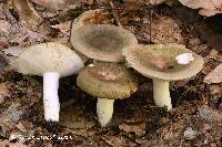 Russula variata image