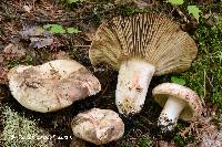 Russula dissimulans image