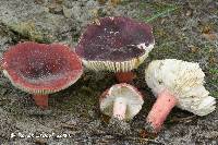 Russula mariae image