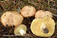 Suillus brevipes image