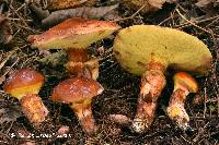 Suillus grevillei image