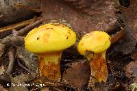 Suillus grevillei image