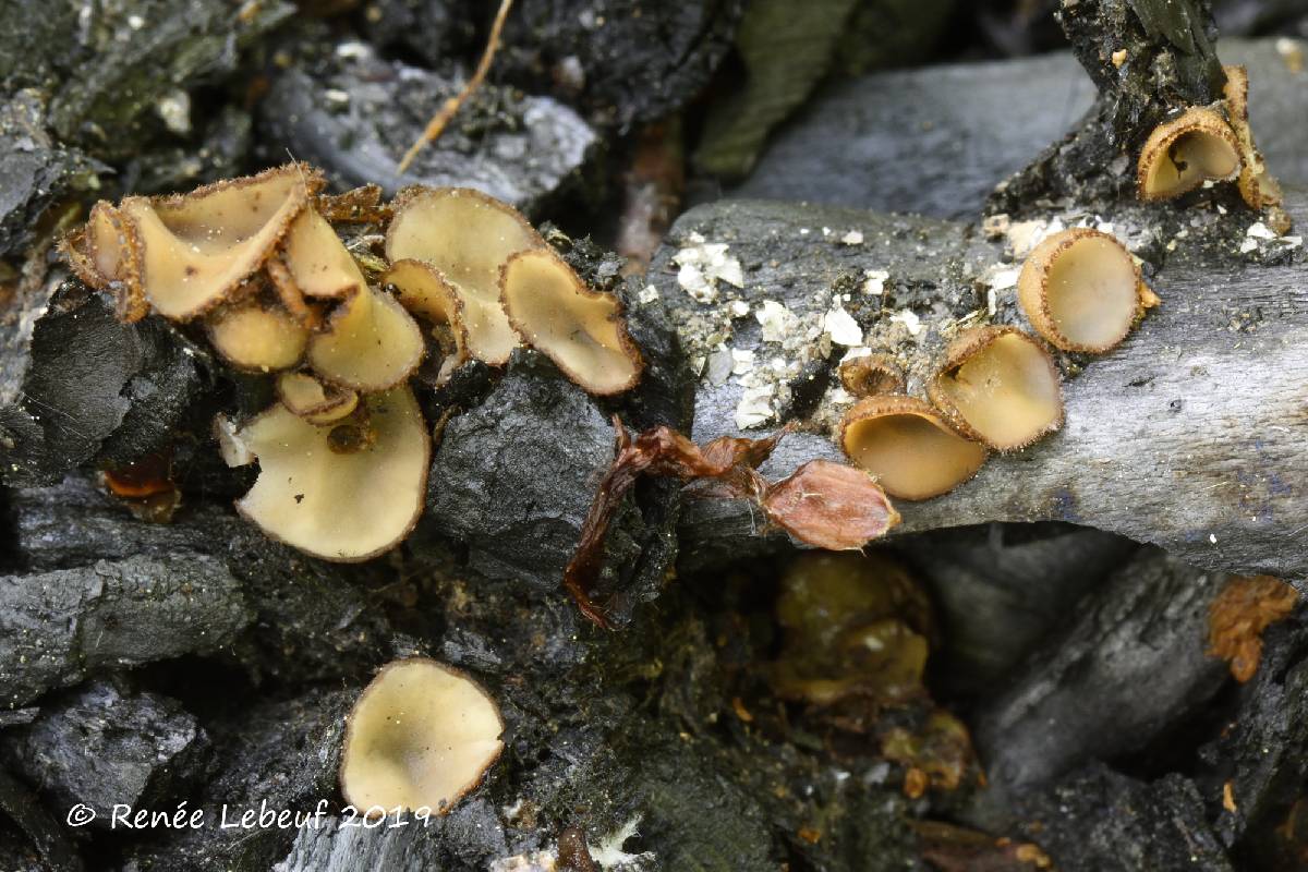 Tricharina praecox image