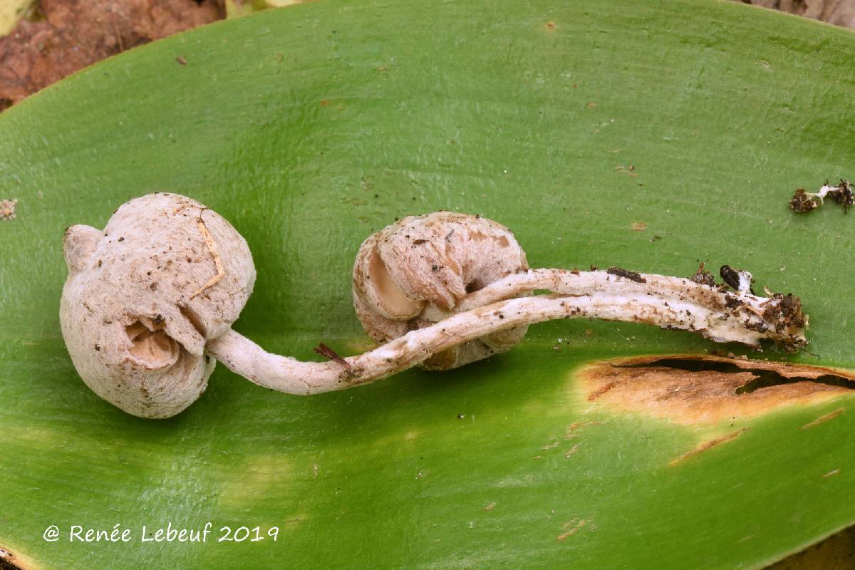 Trichoderma avellaneum image
