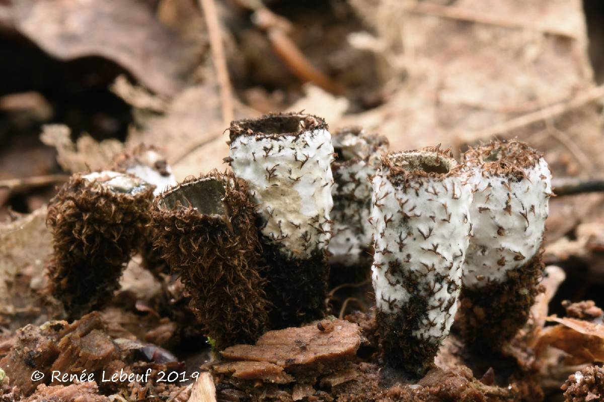 Trichoderma latizonatum image