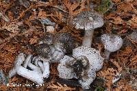 Tricholoma argyraceum image