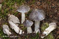 Tricholoma atrodiscum image